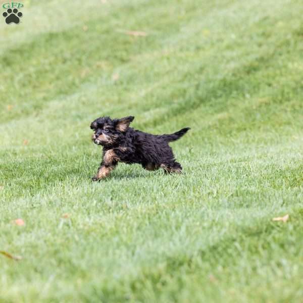 Barry, Bernedoodle-Munchkin Puppy